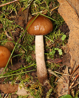 Mushroom - Agaricales Habitat: Growing in moss along the edge of a mixed forest.
https://www.jungledragon.com/image/141149/mushroom_-_agaricales.html
https://www.jungledragon.com/image/141152/mushroom_-_agaricales.html
https://www.jungledragon.com/image/141151/mushroom_-_agaricales.html
https://www.jungledragon.com/image/141150/mushroom_-_agaricales.html Geotagged,Summer,United States