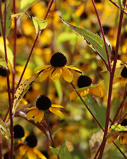 Brown-eyed Susan - Rudbeckia triloba Habitat: Meadow Brown-eyed Susan,Geotagged,Rudbeckia,Rudbeckia triloba,Summer,United States