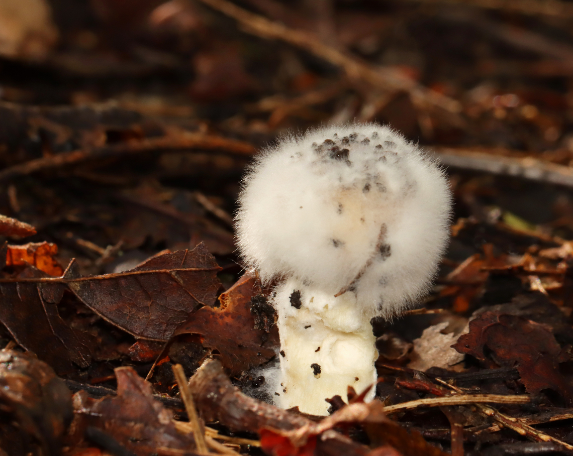Fungus on Fungus Fuzzy, white mild growing on a gilled mushroom, maybe Amanita sp. <br />
<br />
Habitat: Mixed forest Geotagged,Summer,United States,fungus,mushroom