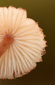 Bleeding Fairy Helmet - Mycena haematopus Small, pinkish mushroom with white gills

Habitat: Growing on rotting wood; mixed forest
https://www.jungledragon.com/image/141168/bleeding_fairy_helmet_-_mycena_haematopus.html
https://www.jungledragon.com/image/141171/bleeding_fairy_helmet_-_mycena_haematopus.html
https://www.jungledragon.com/image/141170/bleeding_fairy_helmet_-_mycena_haematopus.html
https://www.jungledragon.com/image/141169/bleeding_fairy_helmet_-_mycena_haematopus.html Bleeding fairy helmet,Geotagged,Mycena haematopus,Summer,United States