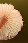 Bleeding Fairy Helmet - Mycena haematopus Small, pinkish mushroom with white gills<br />
<br />
Habitat: Growing on rotting wood; mixed forest<br />
https://www.jungledragon.com/image/141168/bleeding_fairy_helmet_-_mycena_haematopus.html<br />
https://www.jungledragon.com/image/141171/bleeding_fairy_helmet_-_mycena_haematopus.html<br />
https://www.jungledragon.com/image/141170/bleeding_fairy_helmet_-_mycena_haematopus.html<br />
https://www.jungledragon.com/image/141169/bleeding_fairy_helmet_-_mycena_haematopus.html Bleeding fairy helmet,Geotagged,Mycena haematopus,Summer,United States