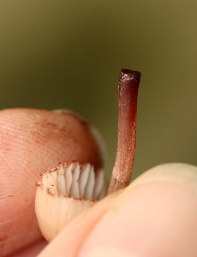 Bleeding Fairy Helmet - Mycena haematopus Small, pinkish mushroom with white gills<br />
<br />
Habitat: Growing on rotting wood; mixed forest<br />
<br />
<figure class="photo"><a href="https://www.jungledragon.com/image/141168/bleeding_fairy_helmet_-_mycena_haematopus.html" title="Bleeding Fairy Helmet - Mycena haematopus"><img src="https://s3.amazonaws.com/media.jungledragon.com/images/3232/141168_thumb.jpg?AWSAccessKeyId=05GMT0V3GWVNE7GGM1R2&Expires=1770854410&Signature=X9FoFLWVLZY%2FRvfe95B%2FxA9sqsw%3D" width="100" height="152" alt="Bleeding Fairy Helmet - Mycena haematopus Small, pinkish mushroom with white gills<br />
<br />
Habitat: Growing on rotting wood; mixed forest<br />
https://www.jungledragon.com/image/141168/bleeding_fairy_helmet_-_mycena_haematopus.html<br />
https://www.jungledragon.com/image/141171/bleeding_fairy_helmet_-_mycena_haematopus.html<br />
https://www.jungledragon.com/image/141170/bleeding_fairy_helmet_-_mycena_haematopus.html<br />
https://www.jungledragon.com/image/141169/bleeding_fairy_helmet_-_mycena_haematopus.html Bleeding fairy helmet,Geotagged,Mycena haematopus,Summer,United States" /></a></figure><br />
<figure class="photo"><a href="https://www.jungledragon.com/image/141171/bleeding_fairy_helmet_-_mycena_haematopus.html" title="Bleeding Fairy Helmet - Mycena haematopus"><img src="https://s3.amazonaws.com/media.jungledragon.com/images/3232/141171_thumb.jpg?AWSAccessKeyId=05GMT0V3GWVNE7GGM1R2&Expires=1770854410&Signature=6Zrvg5xjYTN0sXQiQdBURlvUQu4%3D" width="200" height="146" alt="Bleeding Fairy Helmet - Mycena haematopus Small, pinkish mushroom with white gills<br />
<br />
Habitat: Growing on rotting wood; mixed forest<br />
<br />
https://www.jungledragon.com/image/141168/bleeding_fairy_helmet_-_mycena_haematopus.html<br />
https://www.jungledragon.com/image/141171/bleeding_fairy_helmet_-_mycena_haematopus.html<br />
https://www.jungledragon.com/image/141170/bleeding_fairy_helmet_-_mycena_haematopus.html<br />
https://www.jungledragon.com/image/141169/bleeding_fairy_helmet_-_mycena_haematopus.html Bleeding fairy helmet,Geotagged,Mycena haematopus,Summer,United States,fungus,mushroom,mycena" /></a></figure><br />
<figure class="photo"><a href="https://www.jungledragon.com/image/141170/bleeding_fairy_helmet_-_mycena_haematopus.html" title="Bleeding Fairy Helmet - Mycena haematopus"><img src="https://s3.amazonaws.com/media.jungledragon.com/images/3232/141170_thumb.jpg?AWSAccessKeyId=05GMT0V3GWVNE7GGM1R2&Expires=1770854410&Signature=MvoWAFzfxrzk5aBfhviFYVpSTN0%3D" width="200" height="160" alt="Bleeding Fairy Helmet - Mycena haematopus Small, pinkish mushroom with white gills<br />
<br />
Habitat: Growing on rotting wood; mixed forest<br />
<br />
https://www.jungledragon.com/image/141168/bleeding_fairy_helmet_-_mycena_haematopus.html<br />
https://www.jungledragon.com/image/141171/bleeding_fairy_helmet_-_mycena_haematopus.html<br />
https://www.jungledragon.com/image/141170/bleeding_fairy_helmet_-_mycena_haematopus.html<br />
https://www.jungledragon.com/image/141169/bleeding_fairy_helmet_-_mycena_haematopus.html Bleeding fairy helmet,Geotagged,Mycena haematopus,Summer,United States" /></a></figure><br />
<figure class="photo"><a href="https://www.jungledragon.com/image/141169/bleeding_fairy_helmet_-_mycena_haematopus.html" title="Bleeding Fairy Helmet - Mycena haematopus"><img src="https://s3.amazonaws.com/media.jungledragon.com/images/3232/141169_thumb.jpg?AWSAccessKeyId=05GMT0V3GWVNE7GGM1R2&Expires=1770854410&Signature=AOL3Kw9pGmz6ECyyxZ62RRBv0Kk%3D" width="118" height="152" alt="Bleeding Fairy Helmet - Mycena haematopus Small, pinkish mushroom with white gills<br />
<br />
Habitat: Growing on rotting wood; mixed forest<br />
<br />
https://www.jungledragon.com/image/141168/bleeding_fairy_helmet_-_mycena_haematopus.html<br />
https://www.jungledragon.com/image/141171/bleeding_fairy_helmet_-_mycena_haematopus.html<br />
https://www.jungledragon.com/image/141170/bleeding_fairy_helmet_-_mycena_haematopus.html<br />
https://www.jungledragon.com/image/141169/bleeding_fairy_helmet_-_mycena_haematopus.html Bleeding fairy helmet,Geotagged,Mycena haematopus,Summer,United States" /></a></figure> Bleeding fairy helmet,Geotagged,Mycena haematopus,Summer,United States