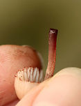 Bleeding Fairy Helmet - Mycena haematopus Small, pinkish mushroom with white gills<br />
<br />
Habitat: Growing on rotting wood; mixed forest<br />
<br />
https://www.jungledragon.com/image/141168/bleeding_fairy_helmet_-_mycena_haematopus.html<br />
https://www.jungledragon.com/image/141171/bleeding_fairy_helmet_-_mycena_haematopus.html<br />
https://www.jungledragon.com/image/141170/bleeding_fairy_helmet_-_mycena_haematopus.html<br />
https://www.jungledragon.com/image/141169/bleeding_fairy_helmet_-_mycena_haematopus.html Bleeding fairy helmet,Geotagged,Mycena haematopus,Summer,United States