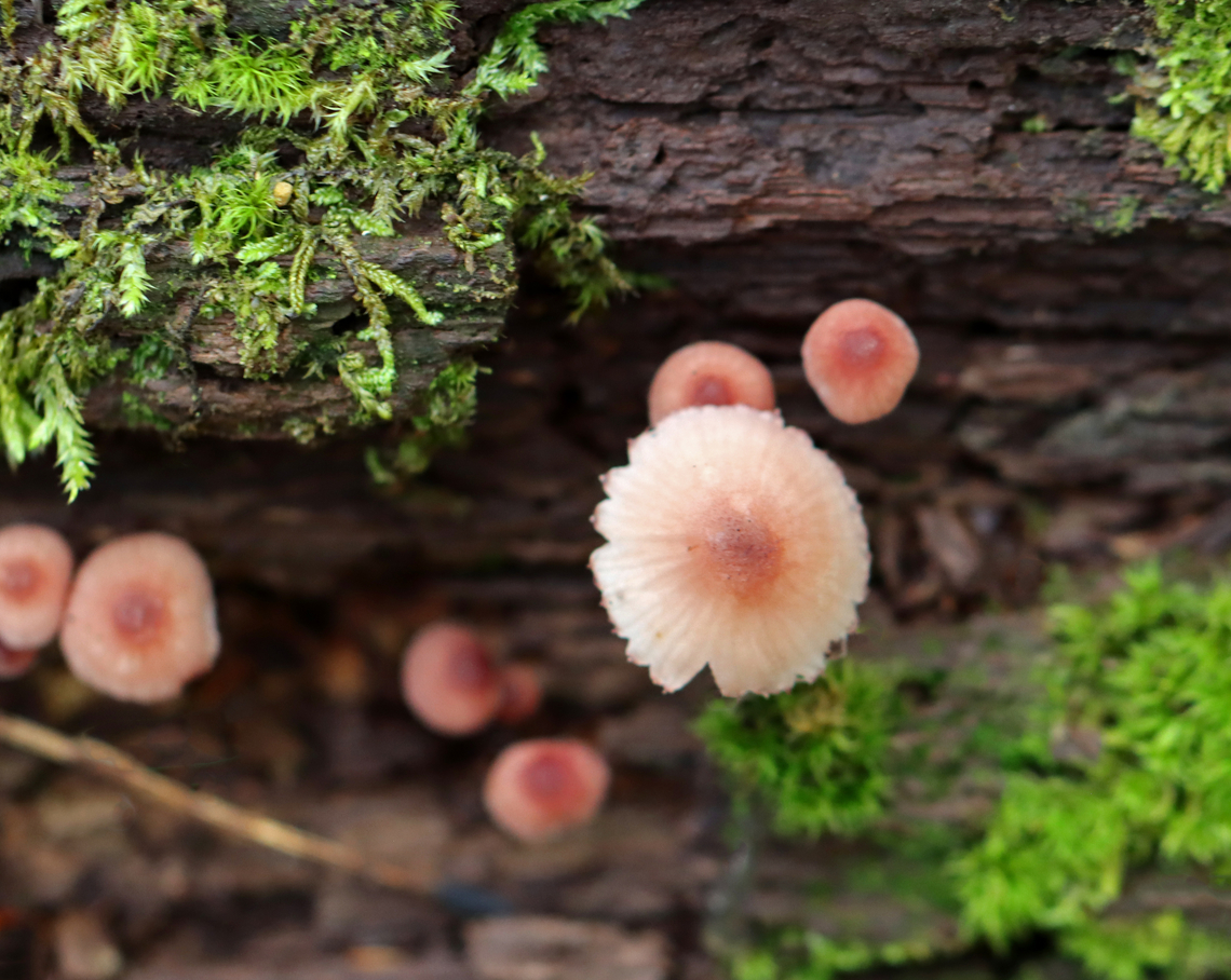 Bleeding Fairy Helmet - Mycena haematopus Small, pinkish mushroom with white gills<br />
<br />
Habitat: Growing on rotting wood; mixed forest<br />
<br />
<figure class="photo"><a href="https://www.jungledragon.com/image/141168/bleeding_fairy_helmet_-_mycena_haematopus.html" title="Bleeding Fairy Helmet - Mycena haematopus"><img src="https://s3.amazonaws.com/media.jungledragon.com/images/3232/141168_thumb.jpg?AWSAccessKeyId=05GMT0V3GWVNE7GGM1R2&Expires=1759968010&Signature=ESQ9fG1XdLr6uXQvRETdnNiQKEM%3D" width="100" height="152" alt="Bleeding Fairy Helmet - Mycena haematopus Small, pinkish mushroom with white gills<br />
<br />
Habitat: Growing on rotting wood; mixed forest<br />
https://www.jungledragon.com/image/141168/bleeding_fairy_helmet_-_mycena_haematopus.html<br />
https://www.jungledragon.com/image/141171/bleeding_fairy_helmet_-_mycena_haematopus.html<br />
https://www.jungledragon.com/image/141170/bleeding_fairy_helmet_-_mycena_haematopus.html<br />
https://www.jungledragon.com/image/141169/bleeding_fairy_helmet_-_mycena_haematopus.html Bleeding fairy helmet,Geotagged,Mycena haematopus,Summer,United States" /></a></figure><br />
<figure class="photo"><a href="https://www.jungledragon.com/image/141171/bleeding_fairy_helmet_-_mycena_haematopus.html" title="Bleeding Fairy Helmet - Mycena haematopus"><img src="https://s3.amazonaws.com/media.jungledragon.com/images/3232/141171_thumb.jpg?AWSAccessKeyId=05GMT0V3GWVNE7GGM1R2&Expires=1759968010&Signature=xfJcJkFOJ%2FdQ5FymwOok2iGL9TU%3D" width="200" height="146" alt="Bleeding Fairy Helmet - Mycena haematopus Small, pinkish mushroom with white gills<br />
<br />
Habitat: Growing on rotting wood; mixed forest<br />
<br />
https://www.jungledragon.com/image/141168/bleeding_fairy_helmet_-_mycena_haematopus.html<br />
https://www.jungledragon.com/image/141171/bleeding_fairy_helmet_-_mycena_haematopus.html<br />
https://www.jungledragon.com/image/141170/bleeding_fairy_helmet_-_mycena_haematopus.html<br />
https://www.jungledragon.com/image/141169/bleeding_fairy_helmet_-_mycena_haematopus.html Bleeding fairy helmet,Geotagged,Mycena haematopus,Summer,United States,fungus,mushroom,mycena" /></a></figure><br />
<figure class="photo"><a href="https://www.jungledragon.com/image/141170/bleeding_fairy_helmet_-_mycena_haematopus.html" title="Bleeding Fairy Helmet - Mycena haematopus"><img src="https://s3.amazonaws.com/media.jungledragon.com/images/3232/141170_thumb.jpg?AWSAccessKeyId=05GMT0V3GWVNE7GGM1R2&Expires=1759968010&Signature=YoFHtOEIFf2pFZdan8R2uqpWMpA%3D" width="200" height="160" alt="Bleeding Fairy Helmet - Mycena haematopus Small, pinkish mushroom with white gills<br />
<br />
Habitat: Growing on rotting wood; mixed forest<br />
<br />
https://www.jungledragon.com/image/141168/bleeding_fairy_helmet_-_mycena_haematopus.html<br />
https://www.jungledragon.com/image/141171/bleeding_fairy_helmet_-_mycena_haematopus.html<br />
https://www.jungledragon.com/image/141170/bleeding_fairy_helmet_-_mycena_haematopus.html<br />
https://www.jungledragon.com/image/141169/bleeding_fairy_helmet_-_mycena_haematopus.html Bleeding fairy helmet,Geotagged,Mycena haematopus,Summer,United States" /></a></figure><br />
<figure class="photo"><a href="https://www.jungledragon.com/image/141169/bleeding_fairy_helmet_-_mycena_haematopus.html" title="Bleeding Fairy Helmet - Mycena haematopus"><img src="https://s3.amazonaws.com/media.jungledragon.com/images/3232/141169_thumb.jpg?AWSAccessKeyId=05GMT0V3GWVNE7GGM1R2&Expires=1759968010&Signature=dLGPX34sjjAy4tLEt9okg1a74Bg%3D" width="118" height="152" alt="Bleeding Fairy Helmet - Mycena haematopus Small, pinkish mushroom with white gills<br />
<br />
Habitat: Growing on rotting wood; mixed forest<br />
<br />
https://www.jungledragon.com/image/141168/bleeding_fairy_helmet_-_mycena_haematopus.html<br />
https://www.jungledragon.com/image/141171/bleeding_fairy_helmet_-_mycena_haematopus.html<br />
https://www.jungledragon.com/image/141170/bleeding_fairy_helmet_-_mycena_haematopus.html<br />
https://www.jungledragon.com/image/141169/bleeding_fairy_helmet_-_mycena_haematopus.html Bleeding fairy helmet,Geotagged,Mycena haematopus,Summer,United States" /></a></figure> Bleeding fairy helmet,Geotagged,Mycena haematopus,Summer,United States