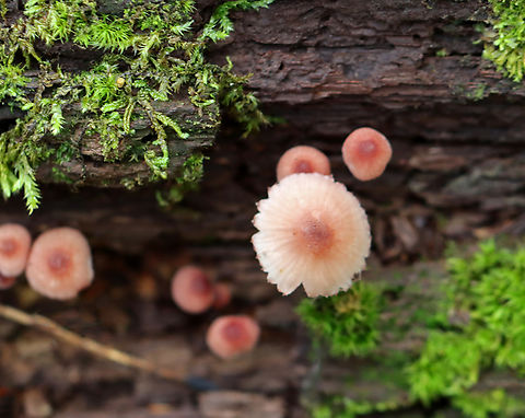Bleeding Fairy Helmet - Mycena haematopus Small, pinkish mushroom with white gills

Habitat: Growing on rotting wood; mixed forest

https://www.jungledragon.com/image/141168/bleeding_fairy_helmet_-_mycena_haematopus.html
https://www.jungledragon.com/image/141171/bleeding_fairy_helmet_-_mycena_haematopus.html
https://www.jungledragon.com/image/141170/bleeding_fairy_helmet_-_mycena_haematopus.html
https://www.jungledragon.com/image/141169/bleeding_fairy_helmet_-_mycena_haematopus.html Bleeding fairy helmet,Geotagged,Mycena haematopus,Summer,United States