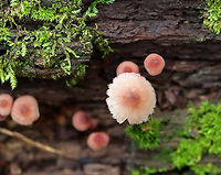 Bleeding Fairy Helmet - Mycena haematopus Small, pinkish mushroom with white gills<br />
<br />
Habitat: Growing on rotting wood; mixed forest<br />
<br />
https://www.jungledragon.com/image/141168/bleeding_fairy_helmet_-_mycena_haematopus.html<br />
https://www.jungledragon.com/image/141171/bleeding_fairy_helmet_-_mycena_haematopus.html<br />
https://www.jungledragon.com/image/141170/bleeding_fairy_helmet_-_mycena_haematopus.html<br />
https://www.jungledragon.com/image/141169/bleeding_fairy_helmet_-_mycena_haematopus.html Bleeding fairy helmet,Geotagged,Mycena haematopus,Summer,United States