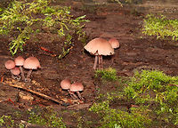 Bleeding Fairy Helmet - Mycena haematopus Small, pinkish mushroom with white gills<br />
<br />
Habitat: Growing on rotting wood; mixed forest<br />
<br />
https://www.jungledragon.com/image/141168/bleeding_fairy_helmet_-_mycena_haematopus.html<br />
https://www.jungledragon.com/image/141171/bleeding_fairy_helmet_-_mycena_haematopus.html<br />
https://www.jungledragon.com/image/141170/bleeding_fairy_helmet_-_mycena_haematopus.html<br />
https://www.jungledragon.com/image/141169/bleeding_fairy_helmet_-_mycena_haematopus.html Bleeding fairy helmet,Geotagged,Mycena haematopus,Summer,United States,fungus,mushroom,mycena