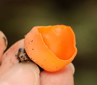 Orange Peel Fungus - Aleuria aurantia Fruiting body: cup-shaped; orange; somewhat flat; outside was white and fuzzy on most; no stem; brittle, orange flesh<br />
<br />
Habitat: Growing on the ground in a disturbed area<br />
https://www.jungledragon.com/image/141183/orange_peel_fungus_-_aleuria_aurantia.html<br />
https://www.jungledragon.com/image/141186/orange_peel_fungus_-_aleuria_aurantia.html<br />
https://www.jungledragon.com/image/141185/orange_peel_fungus_-_aleuria_aurantia.html<br />
https://www.jungledragon.com/image/141184/orange_peel_fungus_-_aleuria_aurantia.html Aleuria,Aleuria aurantia,Geotagged,Orange peel fungus,Summer,United States,fungus