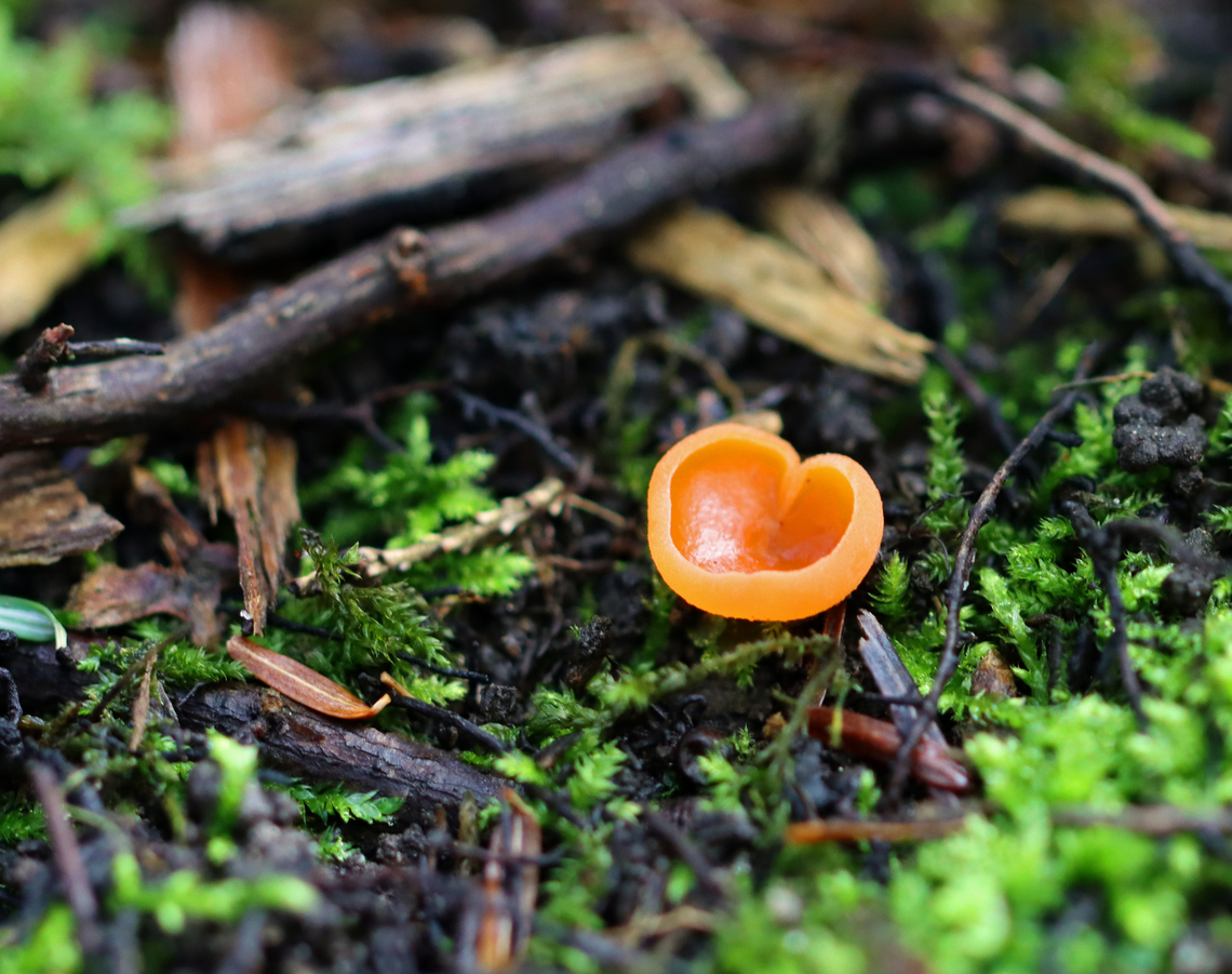 Orange Peel Fungus - Aleuria aurantia Fruiting body: cup-shaped; orange; somewhat flat; outside was white and fuzzy on most; no stem; brittle, orange flesh<br />
<br />
Habitat: Growing on the ground in a disturbed area<br />
<br />
<figure class="photo"><a href="https://www.jungledragon.com/image/141183/orange_peel_fungus_-_aleuria_aurantia.html" title="Orange Peel Fungus - Aleuria aurantia"><img src="https://s3.amazonaws.com/media.jungledragon.com/images/3232/141183_thumb.jpg?AWSAccessKeyId=05GMT0V3GWVNE7GGM1R2&Expires=1759968010&Signature=QS3LZ6uFe7xITg0YLuruYw3khpA%3D" width="200" height="176" alt="Orange Peel Fungus - Aleuria aurantia Fruiting body: cup-shaped; orange; somewhat flat; outside was white and fuzzy on most; no stem; brittle, orange flesh<br />
<br />
Habitat: Growing on the ground in a disturbed area<br />
https://www.jungledragon.com/image/141183/orange_peel_fungus_-_aleuria_aurantia.html<br />
https://www.jungledragon.com/image/141186/orange_peel_fungus_-_aleuria_aurantia.html<br />
https://www.jungledragon.com/image/141185/orange_peel_fungus_-_aleuria_aurantia.html<br />
https://www.jungledragon.com/image/141184/orange_peel_fungus_-_aleuria_aurantia.html Aleuria,Aleuria aurantia,Geotagged,Orange peel fungus,Summer,United States,fungus" /></a></figure><br />
<figure class="photo"><a href="https://www.jungledragon.com/image/141186/orange_peel_fungus_-_aleuria_aurantia.html" title="Orange Peel Fungus - Aleuria aurantia"><img src="https://s3.amazonaws.com/media.jungledragon.com/images/3232/141186_thumb.jpg?AWSAccessKeyId=05GMT0V3GWVNE7GGM1R2&Expires=1759968010&Signature=3%2BhBqKxbGY586but6XQRp0HmKgg%3D" width="112" height="152" alt="Orange Peel Fungus - Aleuria aurantia Fruiting body: cup-shaped; orange; somewhat flat; outside was white and fuzzy on most; no stem; brittle, orange flesh<br />
<br />
Habitat: Growing on the ground in a disturbed area<br />
<br />
https://www.jungledragon.com/image/141183/orange_peel_fungus_-_aleuria_aurantia.html<br />
https://www.jungledragon.com/image/141186/orange_peel_fungus_-_aleuria_aurantia.html<br />
https://www.jungledragon.com/image/141185/orange_peel_fungus_-_aleuria_aurantia.html<br />
https://www.jungledragon.com/image/141184/orange_peel_fungus_-_aleuria_aurantia.html Aleuria aurantia,Geotagged,Orange peel fungus,Summer,United States" /></a></figure><br />
<figure class="photo"><a href="https://www.jungledragon.com/image/141185/orange_peel_fungus_-_aleuria_aurantia.html" title="Orange Peel Fungus - Aleuria aurantia"><img src="https://s3.amazonaws.com/media.jungledragon.com/images/3232/141185_thumb.jpg?AWSAccessKeyId=05GMT0V3GWVNE7GGM1R2&Expires=1759968010&Signature=EIClX2ebQoqdYn7C5FN%2FW7guO6k%3D" width="200" height="156" alt="Orange Peel Fungus - Aleuria aurantia Fruiting body: cup-shaped; orange; somewhat flat; outside was white and fuzzy on most; no stem; brittle, orange flesh<br />
<br />
Habitat: Growing on the ground in a disturbed area<br />
<br />
https://www.jungledragon.com/image/141183/orange_peel_fungus_-_aleuria_aurantia.html<br />
https://www.jungledragon.com/image/141186/orange_peel_fungus_-_aleuria_aurantia.html<br />
https://www.jungledragon.com/image/141185/orange_peel_fungus_-_aleuria_aurantia.html<br />
https://www.jungledragon.com/image/141184/orange_peel_fungus_-_aleuria_aurantia.html Aleuria aurantia,Geotagged,Orange peel fungus,Summer,United States" /></a></figure><br />
<figure class="photo"><a href="https://www.jungledragon.com/image/141184/orange_peel_fungus_-_aleuria_aurantia.html" title="Orange Peel Fungus - Aleuria aurantia"><img src="https://s3.amazonaws.com/media.jungledragon.com/images/3232/141184_thumb.jpg?AWSAccessKeyId=05GMT0V3GWVNE7GGM1R2&Expires=1759968010&Signature=ccNaLA%2B2Lz1MQIzI4lnJPBdaAqE%3D" width="200" height="158" alt="Orange Peel Fungus - Aleuria aurantia Fruiting body: cup-shaped; orange; somewhat flat; outside was white and fuzzy on most; no stem; brittle, orange flesh<br />
<br />
Habitat: Growing on the ground in a disturbed area<br />
<br />
https://www.jungledragon.com/image/141183/orange_peel_fungus_-_aleuria_aurantia.html<br />
https://www.jungledragon.com/image/141186/orange_peel_fungus_-_aleuria_aurantia.html<br />
https://www.jungledragon.com/image/141185/orange_peel_fungus_-_aleuria_aurantia.html<br />
https://www.jungledragon.com/image/141184/orange_peel_fungus_-_aleuria_aurantia.html Aleuria aurantia,Geotagged,Orange peel fungus,Summer,United States" /></a></figure> Aleuria aurantia,Geotagged,Orange peel fungus,Summer,United States