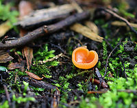 Orange Peel Fungus - Aleuria aurantia Fruiting body: cup-shaped; orange; somewhat flat; outside was white and fuzzy on most; no stem; brittle, orange flesh<br />
<br />
Habitat: Growing on the ground in a disturbed area<br />
<br />
https://www.jungledragon.com/image/141183/orange_peel_fungus_-_aleuria_aurantia.html<br />
https://www.jungledragon.com/image/141186/orange_peel_fungus_-_aleuria_aurantia.html<br />
https://www.jungledragon.com/image/141185/orange_peel_fungus_-_aleuria_aurantia.html<br />
https://www.jungledragon.com/image/141184/orange_peel_fungus_-_aleuria_aurantia.html Aleuria aurantia,Geotagged,Orange peel fungus,Summer,United States