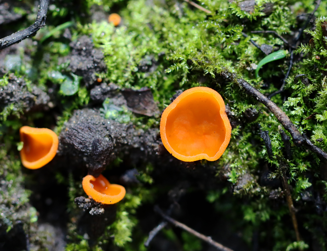 Orange Peel Fungus - Aleuria aurantia Fruiting body: cup-shaped; orange; somewhat flat; outside was white and fuzzy on most; no stem; brittle, orange flesh<br />
<br />
Habitat: Growing on the ground in a disturbed area<br />
<br />
<figure class="photo"><a href="https://www.jungledragon.com/image/141183/orange_peel_fungus_-_aleuria_aurantia.html" title="Orange Peel Fungus - Aleuria aurantia"><img src="https://s3.amazonaws.com/media.jungledragon.com/images/3232/141183_thumb.jpg?AWSAccessKeyId=05GMT0V3GWVNE7GGM1R2&Expires=1759968010&Signature=QS3LZ6uFe7xITg0YLuruYw3khpA%3D" width="200" height="176" alt="Orange Peel Fungus - Aleuria aurantia Fruiting body: cup-shaped; orange; somewhat flat; outside was white and fuzzy on most; no stem; brittle, orange flesh<br />
<br />
Habitat: Growing on the ground in a disturbed area<br />
https://www.jungledragon.com/image/141183/orange_peel_fungus_-_aleuria_aurantia.html<br />
https://www.jungledragon.com/image/141186/orange_peel_fungus_-_aleuria_aurantia.html<br />
https://www.jungledragon.com/image/141185/orange_peel_fungus_-_aleuria_aurantia.html<br />
https://www.jungledragon.com/image/141184/orange_peel_fungus_-_aleuria_aurantia.html Aleuria,Aleuria aurantia,Geotagged,Orange peel fungus,Summer,United States,fungus" /></a></figure><br />
<figure class="photo"><a href="https://www.jungledragon.com/image/141186/orange_peel_fungus_-_aleuria_aurantia.html" title="Orange Peel Fungus - Aleuria aurantia"><img src="https://s3.amazonaws.com/media.jungledragon.com/images/3232/141186_thumb.jpg?AWSAccessKeyId=05GMT0V3GWVNE7GGM1R2&Expires=1759968010&Signature=3%2BhBqKxbGY586but6XQRp0HmKgg%3D" width="112" height="152" alt="Orange Peel Fungus - Aleuria aurantia Fruiting body: cup-shaped; orange; somewhat flat; outside was white and fuzzy on most; no stem; brittle, orange flesh<br />
<br />
Habitat: Growing on the ground in a disturbed area<br />
<br />
https://www.jungledragon.com/image/141183/orange_peel_fungus_-_aleuria_aurantia.html<br />
https://www.jungledragon.com/image/141186/orange_peel_fungus_-_aleuria_aurantia.html<br />
https://www.jungledragon.com/image/141185/orange_peel_fungus_-_aleuria_aurantia.html<br />
https://www.jungledragon.com/image/141184/orange_peel_fungus_-_aleuria_aurantia.html Aleuria aurantia,Geotagged,Orange peel fungus,Summer,United States" /></a></figure><br />
<figure class="photo"><a href="https://www.jungledragon.com/image/141185/orange_peel_fungus_-_aleuria_aurantia.html" title="Orange Peel Fungus - Aleuria aurantia"><img src="https://s3.amazonaws.com/media.jungledragon.com/images/3232/141185_thumb.jpg?AWSAccessKeyId=05GMT0V3GWVNE7GGM1R2&Expires=1759968010&Signature=EIClX2ebQoqdYn7C5FN%2FW7guO6k%3D" width="200" height="156" alt="Orange Peel Fungus - Aleuria aurantia Fruiting body: cup-shaped; orange; somewhat flat; outside was white and fuzzy on most; no stem; brittle, orange flesh<br />
<br />
Habitat: Growing on the ground in a disturbed area<br />
<br />
https://www.jungledragon.com/image/141183/orange_peel_fungus_-_aleuria_aurantia.html<br />
https://www.jungledragon.com/image/141186/orange_peel_fungus_-_aleuria_aurantia.html<br />
https://www.jungledragon.com/image/141185/orange_peel_fungus_-_aleuria_aurantia.html<br />
https://www.jungledragon.com/image/141184/orange_peel_fungus_-_aleuria_aurantia.html Aleuria aurantia,Geotagged,Orange peel fungus,Summer,United States" /></a></figure><br />
<figure class="photo"><a href="https://www.jungledragon.com/image/141184/orange_peel_fungus_-_aleuria_aurantia.html" title="Orange Peel Fungus - Aleuria aurantia"><img src="https://s3.amazonaws.com/media.jungledragon.com/images/3232/141184_thumb.jpg?AWSAccessKeyId=05GMT0V3GWVNE7GGM1R2&Expires=1759968010&Signature=ccNaLA%2B2Lz1MQIzI4lnJPBdaAqE%3D" width="200" height="158" alt="Orange Peel Fungus - Aleuria aurantia Fruiting body: cup-shaped; orange; somewhat flat; outside was white and fuzzy on most; no stem; brittle, orange flesh<br />
<br />
Habitat: Growing on the ground in a disturbed area<br />
<br />
https://www.jungledragon.com/image/141183/orange_peel_fungus_-_aleuria_aurantia.html<br />
https://www.jungledragon.com/image/141186/orange_peel_fungus_-_aleuria_aurantia.html<br />
https://www.jungledragon.com/image/141185/orange_peel_fungus_-_aleuria_aurantia.html<br />
https://www.jungledragon.com/image/141184/orange_peel_fungus_-_aleuria_aurantia.html Aleuria aurantia,Geotagged,Orange peel fungus,Summer,United States" /></a></figure> Aleuria aurantia,Geotagged,Orange peel fungus,Summer,United States
