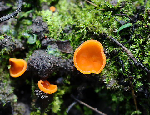 Orange Peel Fungus - Aleuria aurantia Fruiting body: cup-shaped; orange; somewhat flat; outside was white and fuzzy on most; no stem; brittle, orange flesh

Habitat: Growing on the ground in a disturbed area

https://www.jungledragon.com/image/141183/orange_peel_fungus_-_aleuria_aurantia.html
https://www.jungledragon.com/image/141186/orange_peel_fungus_-_aleuria_aurantia.html
https://www.jungledragon.com/image/141185/orange_peel_fungus_-_aleuria_aurantia.html
https://www.jungledragon.com/image/141184/orange_peel_fungus_-_aleuria_aurantia.html Aleuria aurantia,Geotagged,Orange peel fungus,Summer,United States