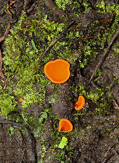 Orange Peel Fungus - Aleuria aurantia Fruiting body: cup-shaped; orange; somewhat flat; outside was white and fuzzy on most; no stem; brittle, orange flesh

Habitat: Growing on the ground in a disturbed area

https://www.jungledragon.com/image/141183/orange_peel_fungus_-_aleuria_aurantia.html
https://www.jungledragon.com/image/141186/orange_peel_fungus_-_aleuria_aurantia.html
https://www.jungledragon.com/image/141185/orange_peel_fungus_-_aleuria_aurantia.html
https://www.jungledragon.com/image/141184/orange_peel_fungus_-_aleuria_aurantia.html Aleuria aurantia,Geotagged,Orange peel fungus,Summer,United States