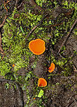 Orange Peel Fungus - Aleuria aurantia Fruiting body: cup-shaped; orange; somewhat flat; outside was white and fuzzy on most; no stem; brittle, orange flesh<br />
<br />
Habitat: Growing on the ground in a disturbed area<br />
<br />
https://www.jungledragon.com/image/141183/orange_peel_fungus_-_aleuria_aurantia.html<br />
https://www.jungledragon.com/image/141186/orange_peel_fungus_-_aleuria_aurantia.html<br />
https://www.jungledragon.com/image/141185/orange_peel_fungus_-_aleuria_aurantia.html<br />
https://www.jungledragon.com/image/141184/orange_peel_fungus_-_aleuria_aurantia.html Aleuria aurantia,Geotagged,Orange peel fungus,Summer,United States
