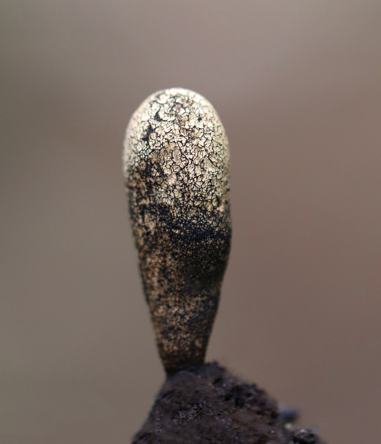 Dead Moll's Fingers - Xylaria longipes Habitat: Rotting wood in a mixed forest Dead Moll's Fingers,Geotagged,Summer,United States,Xylaria,Xylaria longipes,fungi,fungus,mushroom