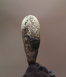 Dead Moll's Fingers - Xylaria longipes Habitat: Rotting wood in a mixed forest Dead Moll's Fingers,Geotagged,Summer,United States,Xylaria,Xylaria longipes,fungi,fungus,mushroom