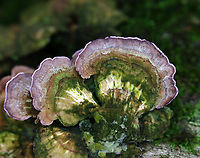 Violet-Toothed Polypore - Trichaptum biforme I only took a shot of this fungus because the color was so fantastic. It wasn't until uploading the photo that I noticed there are fairy pins (Phaeocalicium polyporaeum) on the fungus! I have always wanted to find fairy pins and am happy to have a photo, albeit a blurry one!<br />
<br />
Habitat: Growing on rotting wood; mixed forest<br />
https://www.jungledragon.com/image/141201/fairy_pins_-_phaeocalicium_polyporaeum.html Fairy Pins,Geotagged,Summer,Trichaptum,Trichaptum biforme,United States,Violet-Toothed Polypore,fungus,polypore