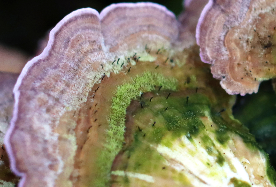 Fairy Pins - Phaeocalicium polyporaeum I have been searching for fairy pins for years and finally found some, although I didn&#039;t see them until I had uploaded the photo of this polypore.<br />
<br />
Habitat: Growing on Trichaptum biforme; mixed forest<br />
<br />
<figure class="photo"><a href="https://www.jungledragon.com/image/141199/violet-toothed_polypore_-_trichaptum_biforme.html" title="Violet-Toothed Polypore - Trichaptum biforme"><img src="https://s3.amazonaws.com/media.jungledragon.com/images/3232/141199_thumb.jpg?AWSAccessKeyId=05GMT0V3GWVNE7GGM1R2&Expires=1759968010&Signature=CNKewRo9e9E8Z3A9eY89Sn2JCNI%3D" width="200" height="160" alt="Violet-Toothed Polypore - Trichaptum biforme I only took a shot of this fungus because the color was so fantastic. It wasn&#039;t until uploading the photo that I noticed there are fairy pins (Phaeocalicium polyporaeum) on the fungus! I have always wanted to find fairy pins and am happy to have a photo, albeit a blurry one!<br />
<br />
Habitat: Growing on rotting wood; mixed forest<br />
https://www.jungledragon.com/image/141201/fairy_pins_-_phaeocalicium_polyporaeum.html Fairy Pins,Geotagged,Summer,Trichaptum,Trichaptum biforme,United States,Violet-Toothed Polypore,fungus,polypore" /></a></figure> Fairy Pins,Geotagged,Phaeocalicium,Phaeocalicium polyporaeum,Summer,Trichaptum biforme,United States,fungus