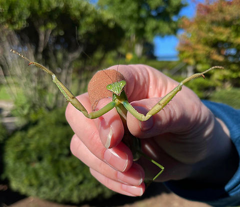 Chinese Mantis - Tenodera sinensis I spotted this mantis on a bush while I was playing mini golf. Clearly, it was looking for hugs; sadly, my family was unwilling to snuggle this cutie.

Habitat: Suburban mini golf course
 Chinese mantis,Geotagged,Tenodera sinensis,United States,mantis,praying mantis,tenodera