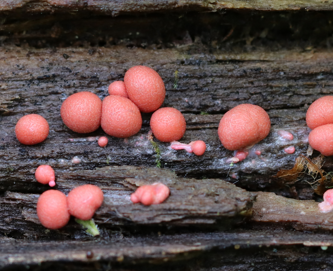 Wolf's Milk Slime Mold - Lycogala epidendrum Habitat: Rotting wood; mixed forest Geotagged,Lycogala,Lycogala epidendrum,Summer,United States,Wolf's milk,slime mold