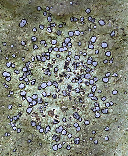 Smokey-eyed Boulder Lichen - Porpidia albocaerulescens Substrate: Rock
https://www.jungledragon.com/image/141349/smokey-eyed_boulder_lichen_-_porpidia_albocaerulescens.html Geotagged,Porpidia albocaerulescens,Smokey-eyed Boulder Lichen,Summer,United States