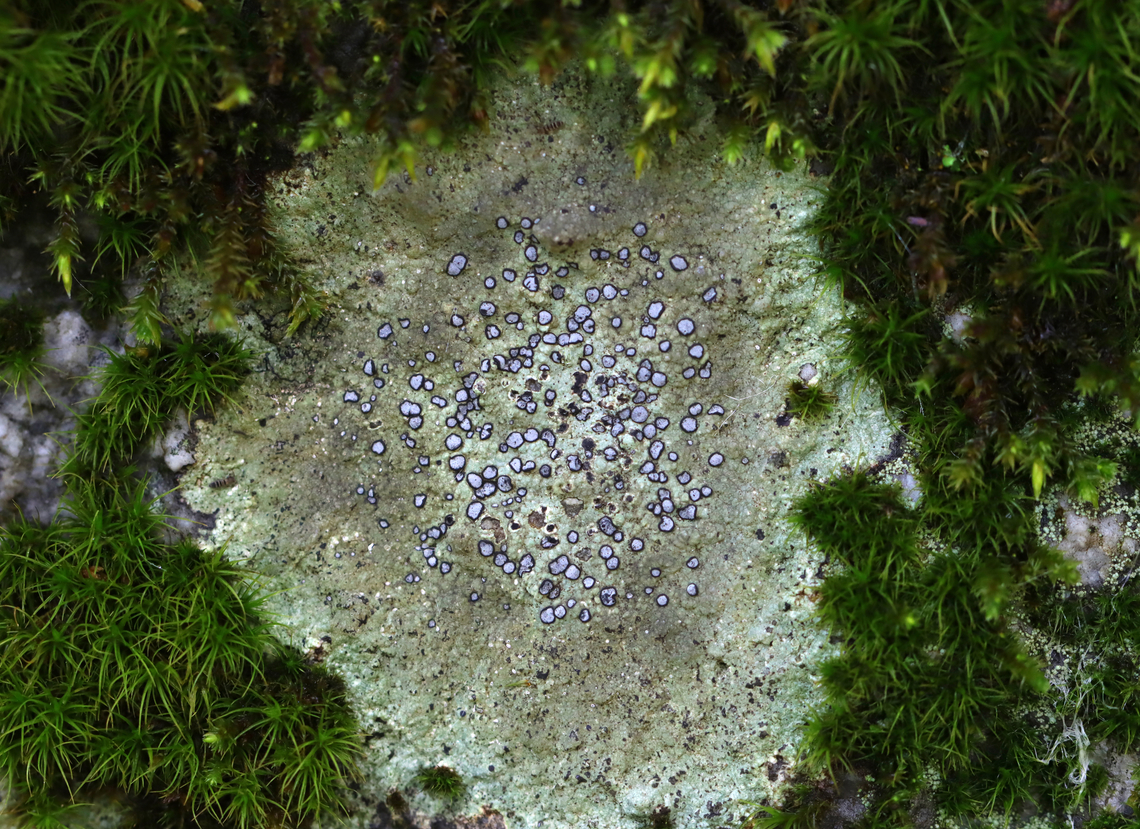 Smokey-eyed Boulder Lichen - Porpidia albocaerulescens Substrate: Rock<br />
<figure class="photo"><a href="https://www.jungledragon.com/image/141348/smokey-eyed_boulder_lichen_-_porpidia_albocaerulescens.html" title="Smokey-eyed Boulder Lichen - Porpidia albocaerulescens"><img src="https://s3.amazonaws.com/media.jungledragon.com/images/3232/141348_thumb.jpg?AWSAccessKeyId=05GMT0V3GWVNE7GGM1R2&Expires=1759968010&Signature=ZpuxpSLSTKGn32zg40EEKGftv5A%3D" width="126" height="152" alt="Smokey-eyed Boulder Lichen - Porpidia albocaerulescens Substrate: Rock<br />
https://www.jungledragon.com/image/141349/smokey-eyed_boulder_lichen_-_porpidia_albocaerulescens.html Geotagged,Porpidia albocaerulescens,Smokey-eyed Boulder Lichen,Summer,United States" /></a></figure> Geotagged,Porpidia,Porpidia albocaerulescens,Smokey-eyed Boulder Lichen,Summer,United States,lichen