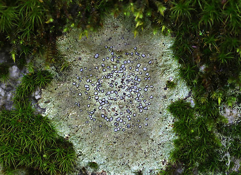 Smokey-eyed Boulder Lichen - Porpidia albocaerulescens Substrate: Rock
https://www.jungledragon.com/image/141348/smokey-eyed_boulder_lichen_-_porpidia_albocaerulescens.html Geotagged,Porpidia,Porpidia albocaerulescens,Smokey-eyed Boulder Lichen,Summer,United States,lichen