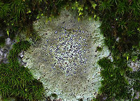 Smokey-eyed Boulder Lichen - Porpidia albocaerulescens Substrate: Rock<br />
https://www.jungledragon.com/image/141348/smokey-eyed_boulder_lichen_-_porpidia_albocaerulescens.html Geotagged,Porpidia,Porpidia albocaerulescens,Smokey-eyed Boulder Lichen,Summer,United States,lichen