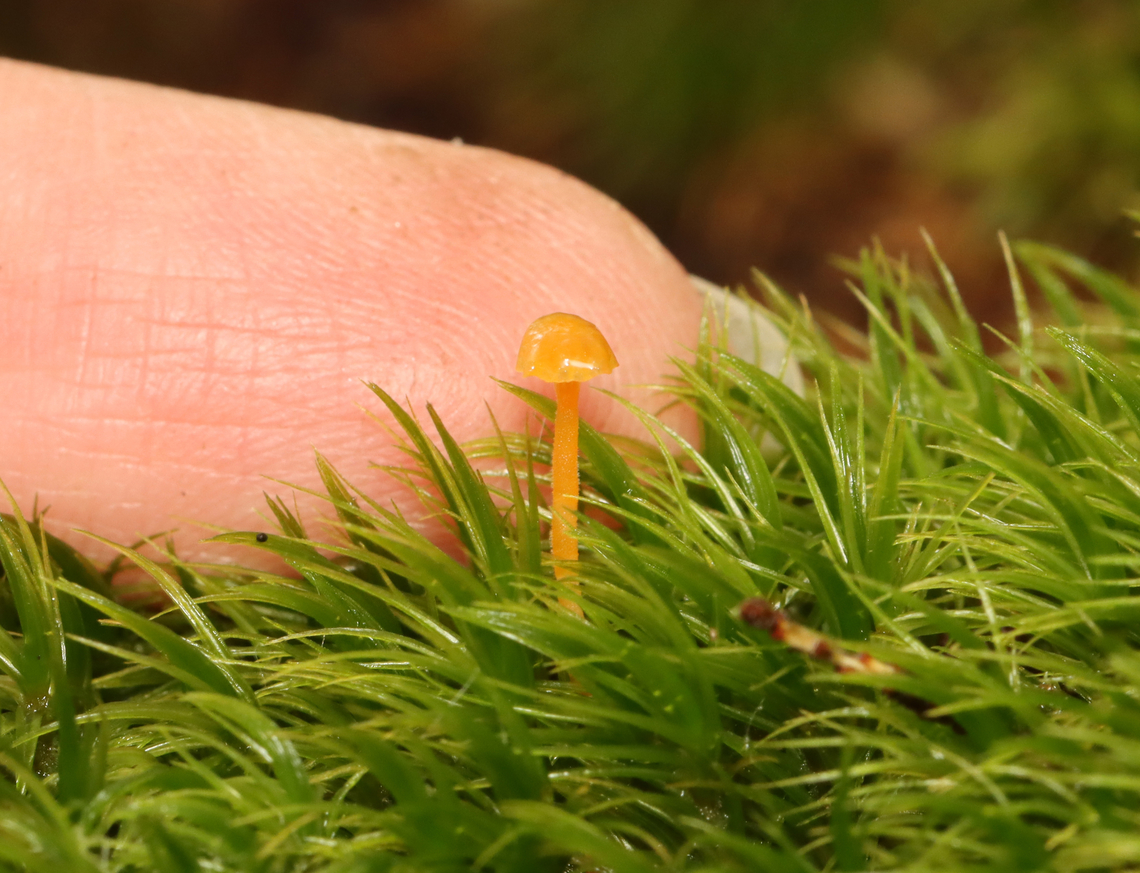 Tiny Mushroom - Family Rickenellaceae Family Rickenellaceae is a complete guess. This mushroom was very tiny and somewhat translucent.<br />
<br />
Habitat: Growing on moss; mixed forest<br />
<figure class="photo"><a href="https://www.jungledragon.com/image/141355/tiny_mushroom_-_family_rickenellaceae.html" title="Tiny Mushroom - Family Rickenellaceae"><img src="https://s3.amazonaws.com/media.jungledragon.com/images/3232/141355_thumb.jpg?AWSAccessKeyId=05GMT0V3GWVNE7GGM1R2&Expires=1765411210&Signature=v1EP1AP%2F9Ux%2BoVcgpMcB6yCF1lw%3D" width="200" height="154" alt="Tiny Mushroom - Family Rickenellaceae Family Rickenellaceae is a complete guess. This mushroom was very tiny and somewhat translucent.<br />
<br />
Habitat: Growing on moss; mixed forest<br />
https://www.jungledragon.com/image/141354/tiny_mushroom_-_family_rickenellaceae.html Geotagged,Rickenellaceae,Summer,United States,fungus,mushroom" /></a></figure> Geotagged,Summer,United States