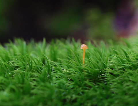 Tiny Mushroom - Family Rickenellaceae Family Rickenellaceae is a complete guess. This mushroom was very tiny and somewhat translucent.

Habitat: Growing on moss; mixed forest
https://www.jungledragon.com/image/141354/tiny_mushroom_-_family_rickenellaceae.html Geotagged,Rickenellaceae,Summer,United States,fungus,mushroom