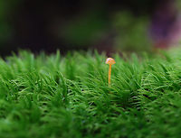 Tiny Mushroom - Family Rickenellaceae Family Rickenellaceae is a complete guess. This mushroom was very tiny and somewhat translucent.<br />
<br />
Habitat: Growing on moss; mixed forest<br />
https://www.jungledragon.com/image/141354/tiny_mushroom_-_family_rickenellaceae.html Geotagged,Rickenellaceae,Summer,United States,fungus,mushroom