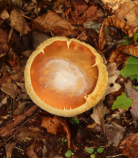 Mushroom - Family Boletaceae It had a gorgeous pore surface with guttation!

Habitat: Growing on the ground; deciduous forest
https://www.jungledragon.com/image/141357/mushroom_-_family_boletaceae.html Geotagged,Summer,United States