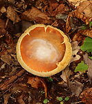 Mushroom - Family Boletaceae It had a gorgeous pore surface with guttation!<br />
<br />
Habitat: Growing on the ground; deciduous forest<br />
https://www.jungledragon.com/image/141357/mushroom_-_family_boletaceae.html Geotagged,Summer,United States