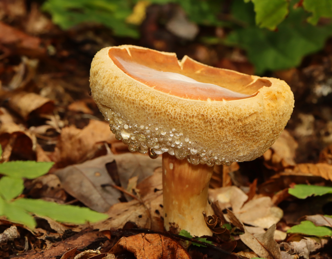 Mushroom - Family Boletaceae It had a gorgeous pore surface with guttation!<br />
<br />
Habitat: Growing on the ground; deciduous forest<br />
<figure class="photo"><a href="https://www.jungledragon.com/image/141356/mushroom_-_family_boletaceae.html" title="Mushroom - Family Boletaceae"><img src="https://s3.amazonaws.com/media.jungledragon.com/images/3232/141356_thumb.jpg?AWSAccessKeyId=05GMT0V3GWVNE7GGM1R2&Expires=1765411210&Signature=Ewbf1YY5bYCDXEfygYEZpgb9qy8%3D" width="134" height="152" alt="Mushroom - Family Boletaceae It had a gorgeous pore surface with guttation!<br />
<br />
Habitat: Growing on the ground; deciduous forest<br />
https://www.jungledragon.com/image/141357/mushroom_-_family_boletaceae.html Geotagged,Summer,United States" /></a></figure> Geotagged,Summer,United States,boletaceae,bolete,fungus,mushroom