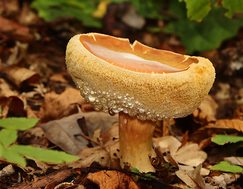 Mushroom - Family Boletaceae It had a gorgeous pore surface with guttation!

Habitat: Growing on the ground; deciduous forest
https://www.jungledragon.com/image/141356/mushroom_-_family_boletaceae.html Geotagged,Summer,United States,boletaceae,bolete,fungus,mushroom