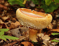 Mushroom - Family Boletaceae It had a gorgeous pore surface with guttation!<br />
<br />
Habitat: Growing on the ground; deciduous forest<br />
https://www.jungledragon.com/image/141356/mushroom_-_family_boletaceae.html Geotagged,Summer,United States,boletaceae,bolete,fungus,mushroom