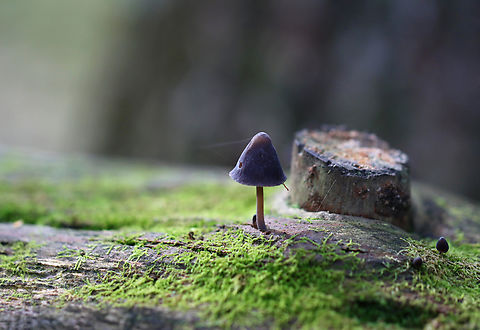 Nitrous Bonnet - Family Mycenaceae, Mycena leptocephala Habitat: Growing on a decorticated log; mostly deciduous forest Geotagged,Mycena leptocephala,Nitrous bonnet,Summer,United States,fungus,mushroom,mycena,mycenaceae