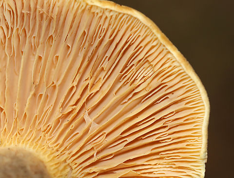 Velvet roll-rim - Tapinella atrotomentosa Habitat: Growing on rotting wood; mixed forest
https://www.jungledragon.com/image/141359/velvet_roll-rim_-_tapinella_atrotomentosa.html
https://www.jungledragon.com/image/141361/velvet_roll-rim_-_tapinella_atrotomentosa.html
https://www.jungledragon.com/image/141360/velvet_roll-rim_-_tapinella_atrotomentosa.html Geotagged,Summer,Tapinella atrotomentosa,United States,Velvet roll-rim