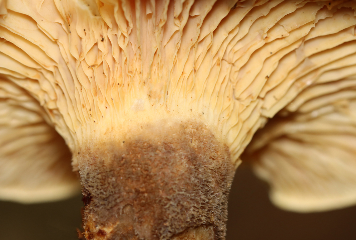 Velvet roll-rim - Tapinella atrotomentosa Habitat: Growing on rotting wood; mixed forest<br />
<figure class="photo"><a href="https://www.jungledragon.com/image/141359/velvet_roll-rim_-_tapinella_atrotomentosa.html" title="Velvet roll-rim - Tapinella atrotomentosa"><img src="https://s3.amazonaws.com/media.jungledragon.com/images/3232/141359_thumb.jpg?AWSAccessKeyId=05GMT0V3GWVNE7GGM1R2&Expires=1767225610&Signature=39CbwvTlNOxWlDDYnVy6pQJsplA%3D" width="200" height="154" alt="Velvet roll-rim - Tapinella atrotomentosa Habitat: Growing on rotting wood; mixed forest<br />
https://www.jungledragon.com/image/141359/velvet_roll-rim_-_tapinella_atrotomentosa.html<br />
https://www.jungledragon.com/image/141361/velvet_roll-rim_-_tapinella_atrotomentosa.html<br />
https://www.jungledragon.com/image/141360/velvet_roll-rim_-_tapinella_atrotomentosa.html Geotagged,Summer,Tapinella atrotomentosa,United States,Velvet roll-rim" /></a></figure><br />
<figure class="photo"><a href="https://www.jungledragon.com/image/141361/velvet_roll-rim_-_tapinella_atrotomentosa.html" title="Velvet roll-rim - Tapinella atrotomentosa"><img src="https://s3.amazonaws.com/media.jungledragon.com/images/3232/141361_thumb.jpg?AWSAccessKeyId=05GMT0V3GWVNE7GGM1R2&Expires=1767225610&Signature=D%2BCmzyxblB6XfVQrltn1J8pT7kQ%3D" width="108" height="152" alt="Velvet roll-rim - Tapinella atrotomentosa Habitat: Growing on rotting wood; mixed forest<br />
https://www.jungledragon.com/image/141359/velvet_roll-rim_-_tapinella_atrotomentosa.html<br />
https://www.jungledragon.com/image/141361/velvet_roll-rim_-_tapinella_atrotomentosa.html<br />
https://www.jungledragon.com/image/141360/velvet_roll-rim_-_tapinella_atrotomentosa.html Geotagged,Summer,Tapinella atrotomentosa,United States,Velvet roll-rim" /></a></figure><br />
<figure class="photo"><a href="https://www.jungledragon.com/image/141360/velvet_roll-rim_-_tapinella_atrotomentosa.html" title="Velvet roll-rim - Tapinella atrotomentosa"><img src="https://s3.amazonaws.com/media.jungledragon.com/images/3232/141360_thumb.jpg?AWSAccessKeyId=05GMT0V3GWVNE7GGM1R2&Expires=1767225610&Signature=y9850pBrrMLBsCpzJlDpqpXU%2FnM%3D" width="200" height="136" alt="Velvet roll-rim - Tapinella atrotomentosa Habitat: Growing on rotting wood; mixed forest<br />
https://www.jungledragon.com/image/141359/velvet_roll-rim_-_tapinella_atrotomentosa.html<br />
https://www.jungledragon.com/image/141361/velvet_roll-rim_-_tapinella_atrotomentosa.html<br />
https://www.jungledragon.com/image/141360/velvet_roll-rim_-_tapinella_atrotomentosa.html Geotagged,Summer,Tapinella,Tapinella atrotomentosa,United States,Velvet roll-rim,fungus,mushroom" /></a></figure> Geotagged,Summer,Tapinella,Tapinella atrotomentosa,United States,Velvet roll-rim,fungus,mushroom