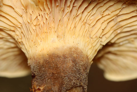 Velvet roll-rim - Tapinella atrotomentosa Habitat: Growing on rotting wood; mixed forest
https://www.jungledragon.com/image/141359/velvet_roll-rim_-_tapinella_atrotomentosa.html
https://www.jungledragon.com/image/141361/velvet_roll-rim_-_tapinella_atrotomentosa.html
https://www.jungledragon.com/image/141360/velvet_roll-rim_-_tapinella_atrotomentosa.html Geotagged,Summer,Tapinella,Tapinella atrotomentosa,United States,Velvet roll-rim,fungus,mushroom