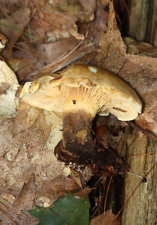 Velvet roll-rim - Tapinella atrotomentosa Habitat: Growing on rotting wood; mixed forest
https://www.jungledragon.com/image/141359/velvet_roll-rim_-_tapinella_atrotomentosa.html
https://www.jungledragon.com/image/141361/velvet_roll-rim_-_tapinella_atrotomentosa.html
https://www.jungledragon.com/image/141360/velvet_roll-rim_-_tapinella_atrotomentosa.html Geotagged,Summer,Tapinella atrotomentosa,United States,Velvet roll-rim