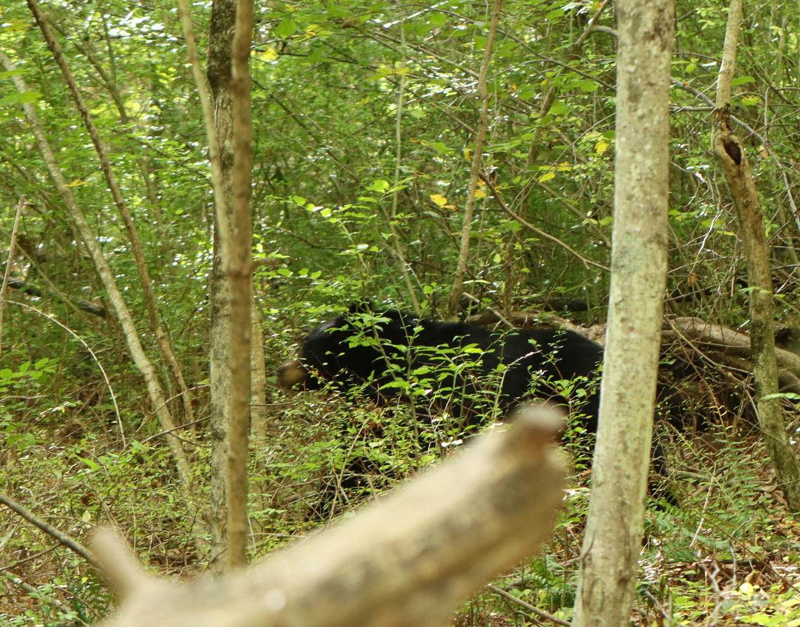 Black Bear - Ursus americanus This was interesting. I took my kids hiking today and they were playing at a river when a creeper came along. So, we left the river and went into the woods. Within a couple minutes, my younger son said, "There's a bear!" I looked up and found that I was face-to-face with a bear cub, who was standing less than 5 meters from me. I instructed my kids to stay still as we saw the momma bear and another cub come strolling into the woods. But, as with most black bears, they were more afraid of us than we were of them (although my kids might claim otherwise). Still, it was a tense moment to encounter a mother bear with cubs at such close distance.<br />
<br />
Sadly this is the only photo I took as the bears were retreating. The bear pictured was one of the cubs.<br />
<br />
Habitat: Deciduous forest adjacent to a meadow American black bear,Fall,Geotagged,United States,Ursus,Ursus americanus,bear