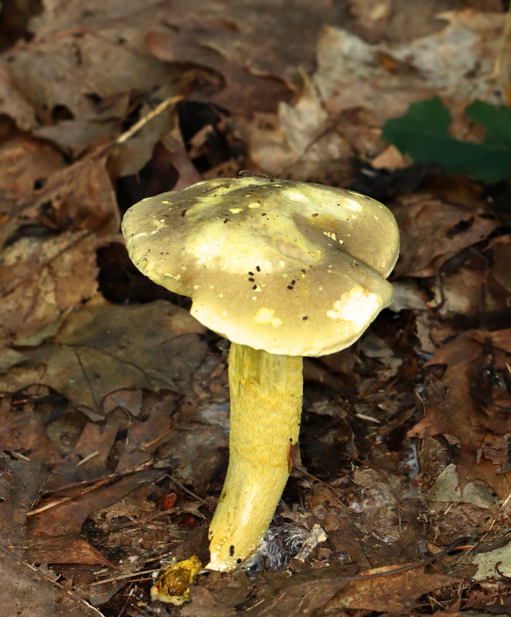 Goldstalk - Retiboletus ornatipes Habitat: Growing in a pair, on the ground, in a deciduous forest<br />
<figure class="photo"><a href="https://www.jungledragon.com/image/141402/goldstalk_-_retiboletus_ornatipes.html" title="Goldstalk - Retiboletus ornatipes"><img src="https://s3.amazonaws.com/media.jungledragon.com/images/3232/141402_thumb.jpg?AWSAccessKeyId=05GMT0V3GWVNE7GGM1R2&Expires=1759968010&Signature=MJkLbk0wlkrI9KbZhgLQMfyiGPU%3D" width="200" height="154" alt="Goldstalk - Retiboletus ornatipes Habitat: Growing in a pair, on the ground, in a deciduous forest<br />
https://www.jungledragon.com/image/141401/goldstalk_-_retiboletus_ornatipes.html Geotagged,Ornate-stalked bolete,Retiboletus ornatipes,Summer,United States" /></a></figure> Fungus,Geotagged,Ornate-stalked bolete,Retiboletus ornatipes,Summer,United States,bolete,mushroom,retiboletus
