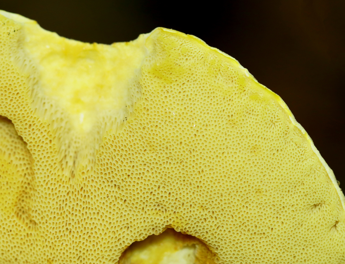 Goldstalk - Retiboletus ornatipes Habitat: Growing in a pair, on the ground, in a deciduous forest<br />
<figure class="photo"><a href="https://www.jungledragon.com/image/141401/goldstalk_-_retiboletus_ornatipes.html" title="Goldstalk - Retiboletus ornatipes"><img src="https://s3.amazonaws.com/media.jungledragon.com/images/3232/141401_thumb.jpg?AWSAccessKeyId=05GMT0V3GWVNE7GGM1R2&Expires=1759968010&Signature=XInhGFFqDkVlAM8nx27Om6FIxbQ%3D" width="126" height="152" alt="Goldstalk - Retiboletus ornatipes Habitat: Growing in a pair, on the ground, in a deciduous forest<br />
https://www.jungledragon.com/image/141402/goldstalk_-_retiboletus_ornatipes.html Fungus,Geotagged,Ornate-stalked bolete,Retiboletus ornatipes,Summer,United States,bolete,mushroom,retiboletus" /></a></figure> Geotagged,Ornate-stalked bolete,Retiboletus ornatipes,Summer,United States