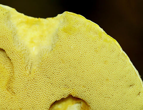 Goldstalk - Retiboletus ornatipes Habitat: Growing in a pair, on the ground, in a deciduous forest
https://www.jungledragon.com/image/141401/goldstalk_-_retiboletus_ornatipes.html Geotagged,Ornate-stalked bolete,Retiboletus ornatipes,Summer,United States