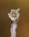 Ghost Pipe - Monotropa uniflora Habitat: Deciduous forest<br />
https://www.jungledragon.com/image/141404/ghost_pipe_-_monotropa_uniflora.html Geotagged,Ghost Pipes,Monotropa uniflora,Summer,United States