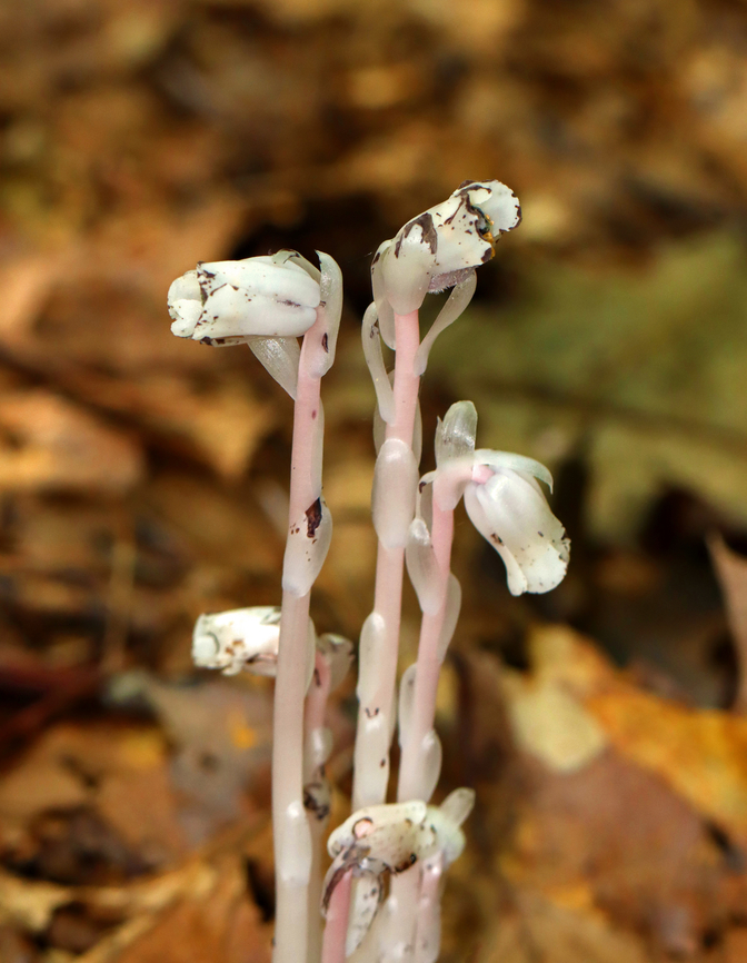 Ghost Pipe - Monotropa uniflora Habitat: Deciduous forest<br />
<figure class="photo"><a href="https://www.jungledragon.com/image/141403/ghost_pipe_-_monotropa_uniflora.html" title="Ghost Pipe - Monotropa uniflora"><img src="https://s3.amazonaws.com/media.jungledragon.com/images/3232/141403_thumb.jpg?AWSAccessKeyId=05GMT0V3GWVNE7GGM1R2&Expires=1759968010&Signature=kaE5HVTfmhb8bntsgGBwMWPziYs%3D" width="122" height="152" alt="Ghost Pipe - Monotropa uniflora Habitat: Deciduous forest<br />
https://www.jungledragon.com/image/141404/ghost_pipe_-_monotropa_uniflora.html Geotagged,Ghost Pipes,Monotropa uniflora,Summer,United States" /></a></figure> Geotagged,Ghost Pipes,Monotropa,Monotropa uniflora,Summer,United States,indian pipe