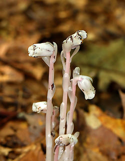Ghost Pipe - Monotropa uniflora Habitat: Deciduous forest
https://www.jungledragon.com/image/141403/ghost_pipe_-_monotropa_uniflora.html Geotagged,Ghost Pipes,Monotropa,Monotropa uniflora,Summer,United States,indian pipe