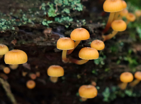 Golden Trumpets - Xeromphalina campanella Habitat: Growing on a rotting coniferous stump
https://www.jungledragon.com/image/141405/golden_trumpets_-_xeromphalina_campanella.html
https://www.jungledragon.com/image/141408/golden_trumpets_-_xeromphalina_campanella.html
https://www.jungledragon.com/image/141407/golden_trumpets_-_xeromphalina_campanella.html
https://www.jungledragon.com/image/141406/golden_trumpets_-_xeromphalina_campanella.html Fungus,Geotagged,Golden trumpet,Summer,United States,Xeromphalina,Xeromphalina campanella,mushroom