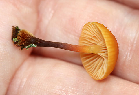 Golden Trumpets - Xeromphalina campanella Habitat: Growing on a rotting coniferous stump
https://www.jungledragon.com/image/141405/golden_trumpets_-_xeromphalina_campanella.html
https://www.jungledragon.com/image/141408/golden_trumpets_-_xeromphalina_campanella.html
https://www.jungledragon.com/image/141407/golden_trumpets_-_xeromphalina_campanella.html
https://www.jungledragon.com/image/141406/golden_trumpets_-_xeromphalina_campanella.html Geotagged,Golden trumpet,Summer,United States,Xeromphalina campanella